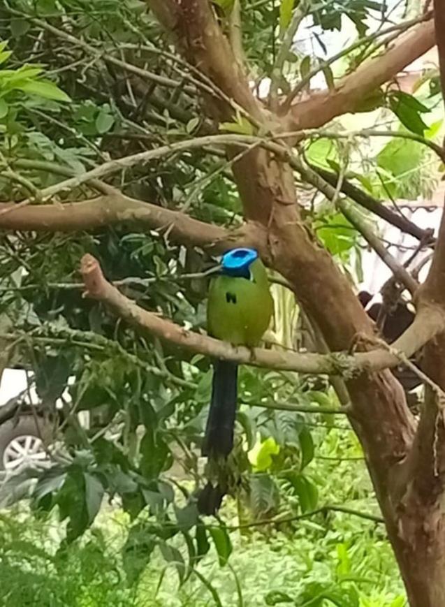 Bird House - Apartament Jardin Bagian luar foto