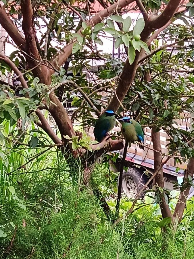 Bird House - Apartament Jardin Bagian luar foto