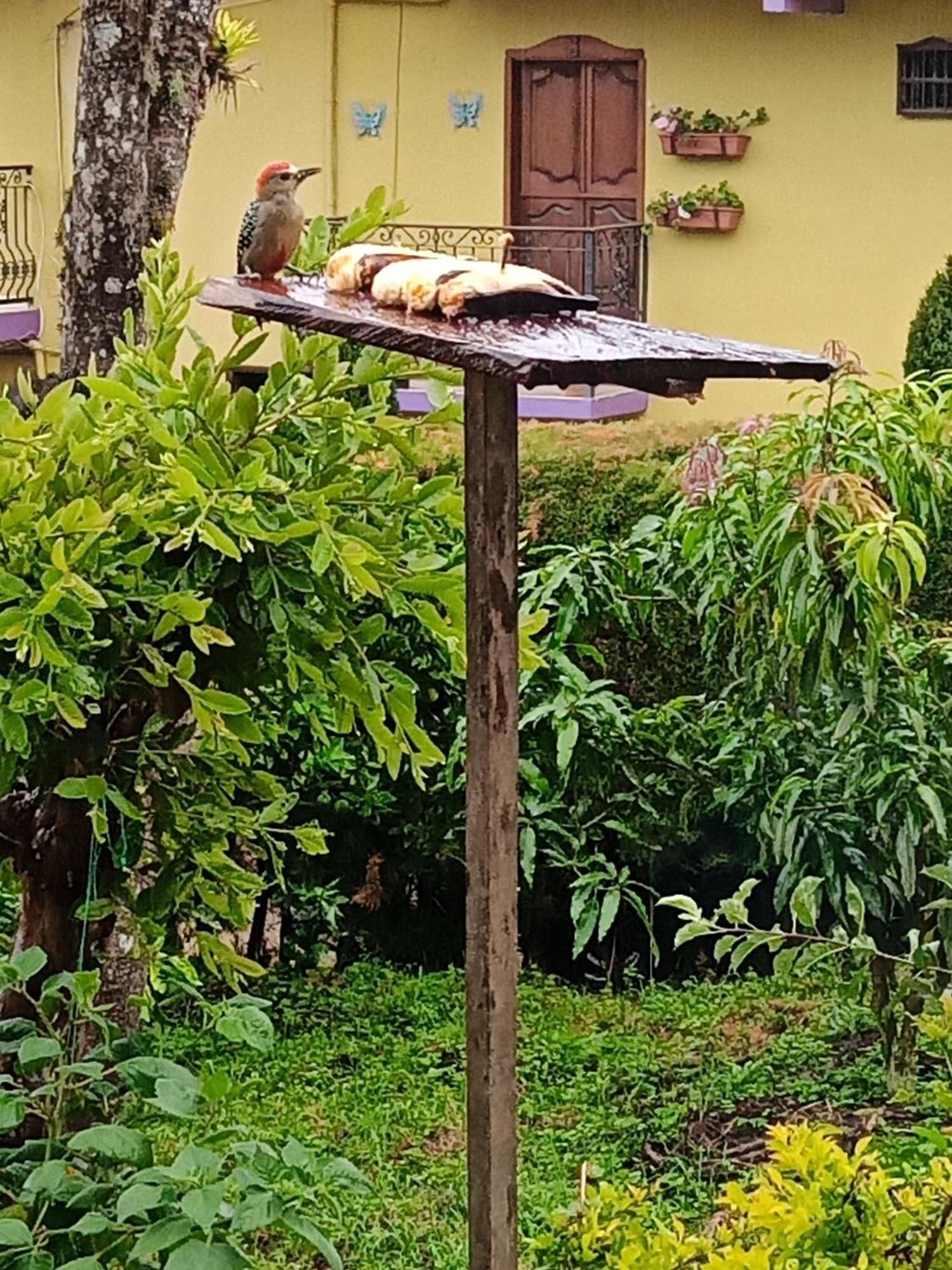 Bird House - Apartament Jardin Bagian luar foto