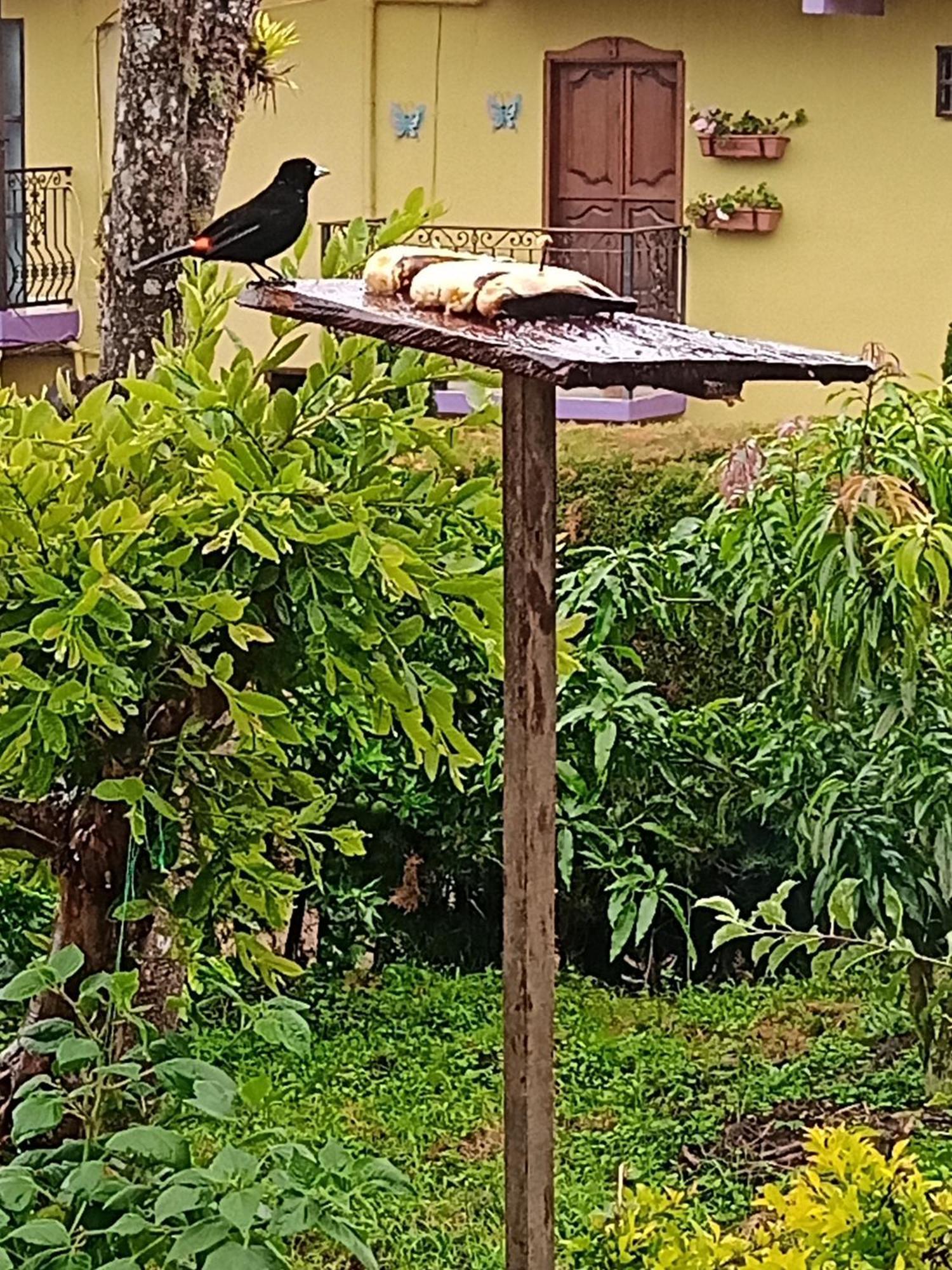 Bird House - Apartament Jardin Bagian luar foto